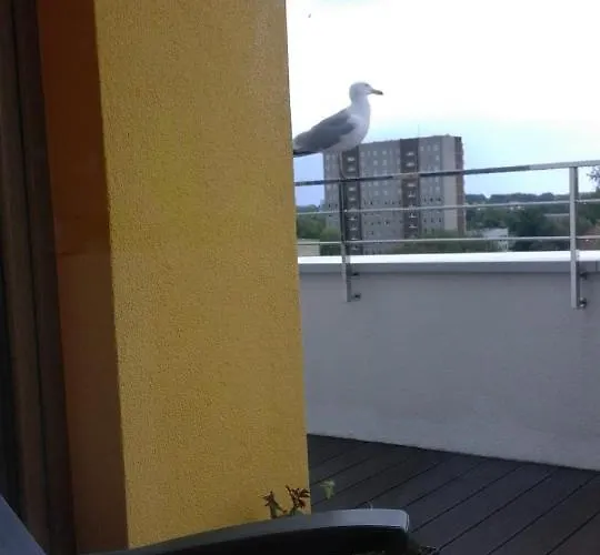 Wysmienity Miodowy Колобжег